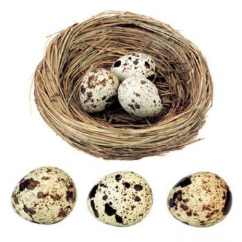 鵪鶉蛋.jpg 鵪鶉蛋.jpg